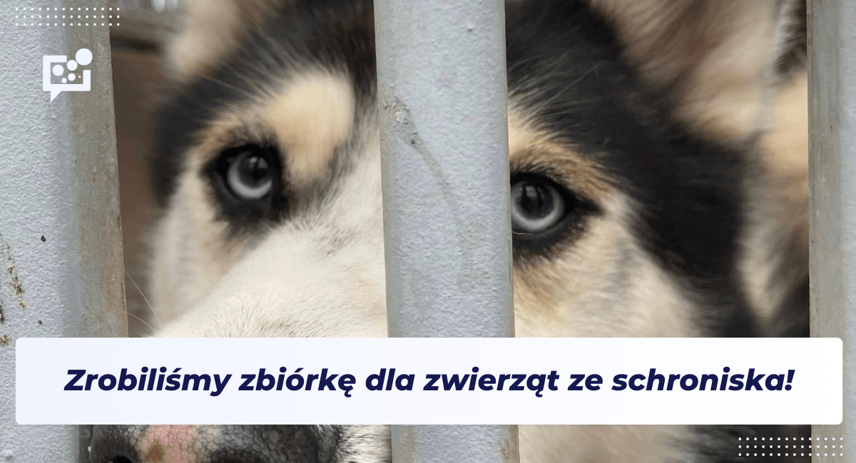 Bezdomny pies patrzący smutnym wzrokiem przez kraty schroniska – baner artykułu
